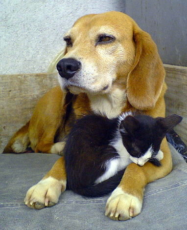 Cute Dog-and-Cat Picture