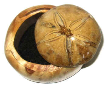 Sand Dollar Fossil and Maple Stone-Lid Box